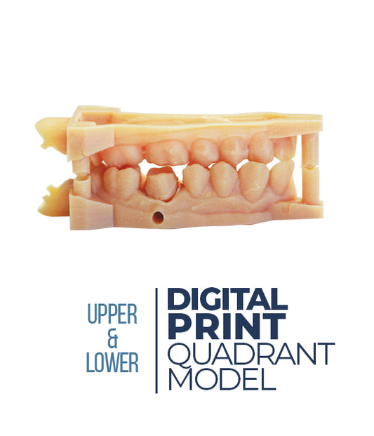 Digital Print Quadrant Model (Upper&Lower)